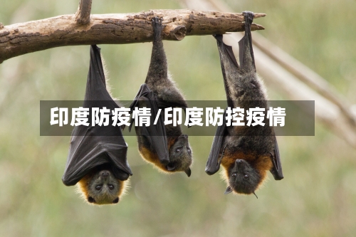 印度防疫情/印度防控疫情