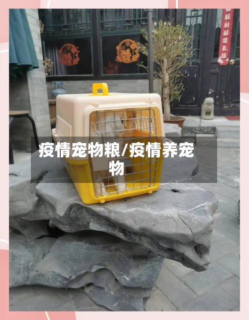 疫情宠物粮/疫情养宠物