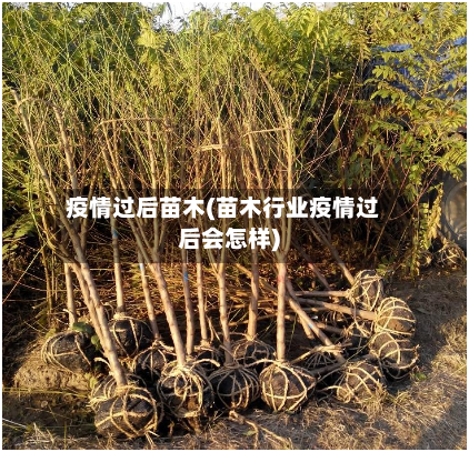 疫情过后苗木(苗木行业疫情过后会怎样)-第2张图片