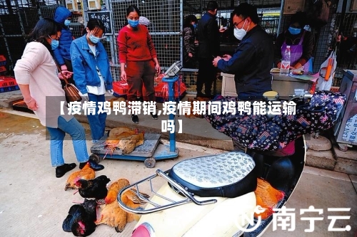 【疫情鸡鸭滞销,疫情期间鸡鸭能运输吗】