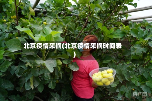 北京疫情采摘(北京疫情采摘时间表)-第2张图片