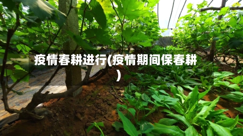 疫情春耕进行(疫情期间保春耕)