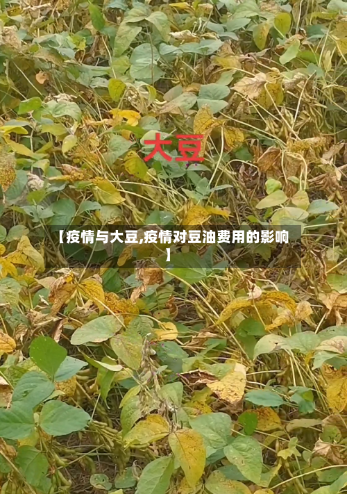 【疫情与大豆,疫情对豆油费用的影响】