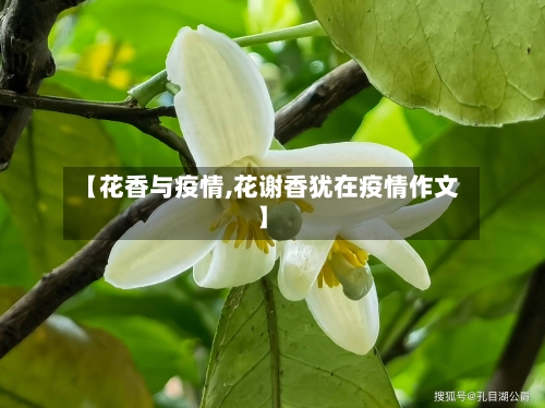 【花香与疫情,花谢香犹在疫情作文】