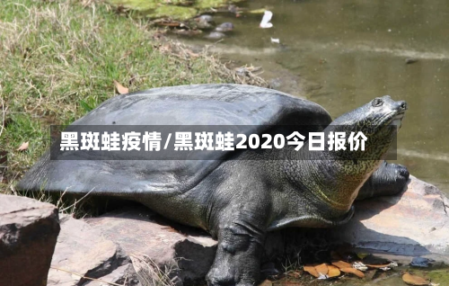 黑斑蛙疫情/黑斑蛙2020今日报价-第3张图片