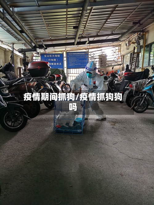疫情期间抓狗/疫情抓狗狗吗