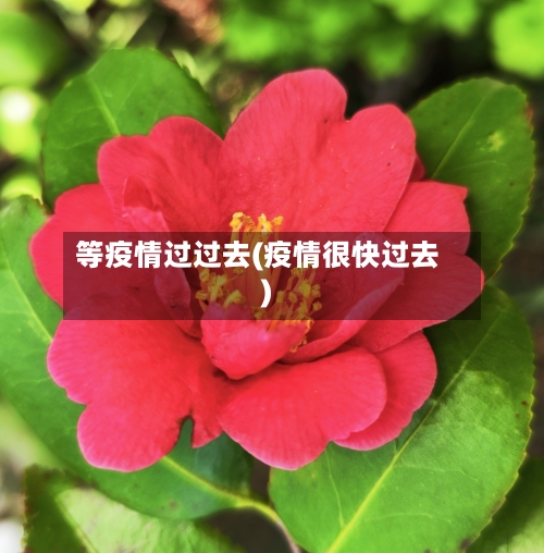 等疫情过过去(疫情很快过去)