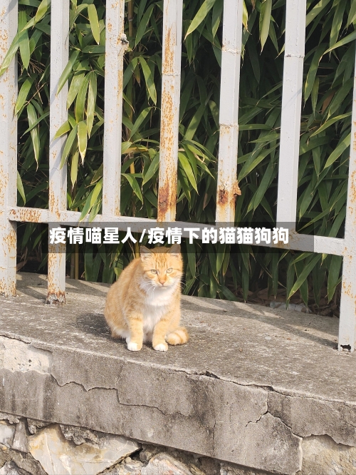 疫情喵星人/疫情下的猫猫狗狗