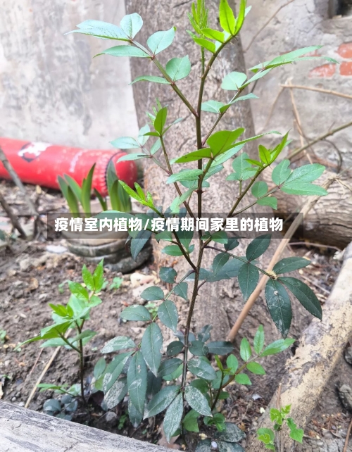 疫情室内植物/疫情期间家里的植物