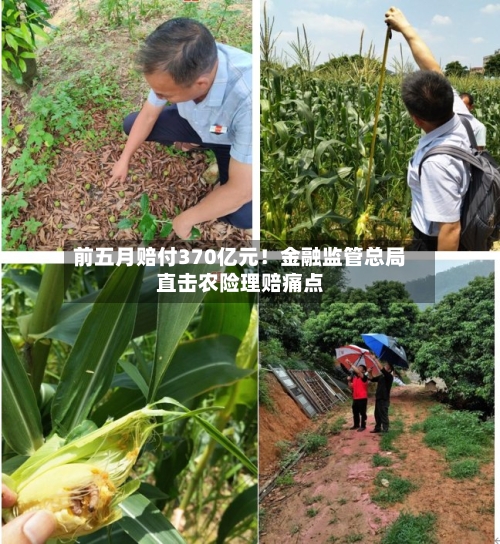 前五月赔付370亿元！金融监管总局直击农险理赔痛点-第2张图片