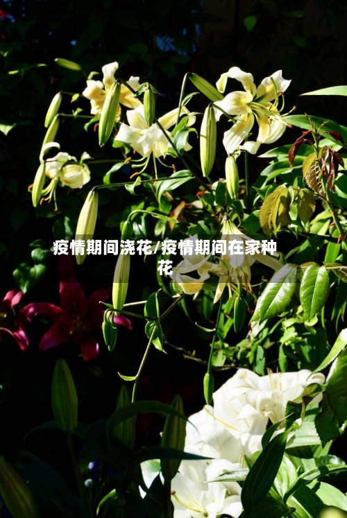疫情期间浇花/疫情期间在家种花